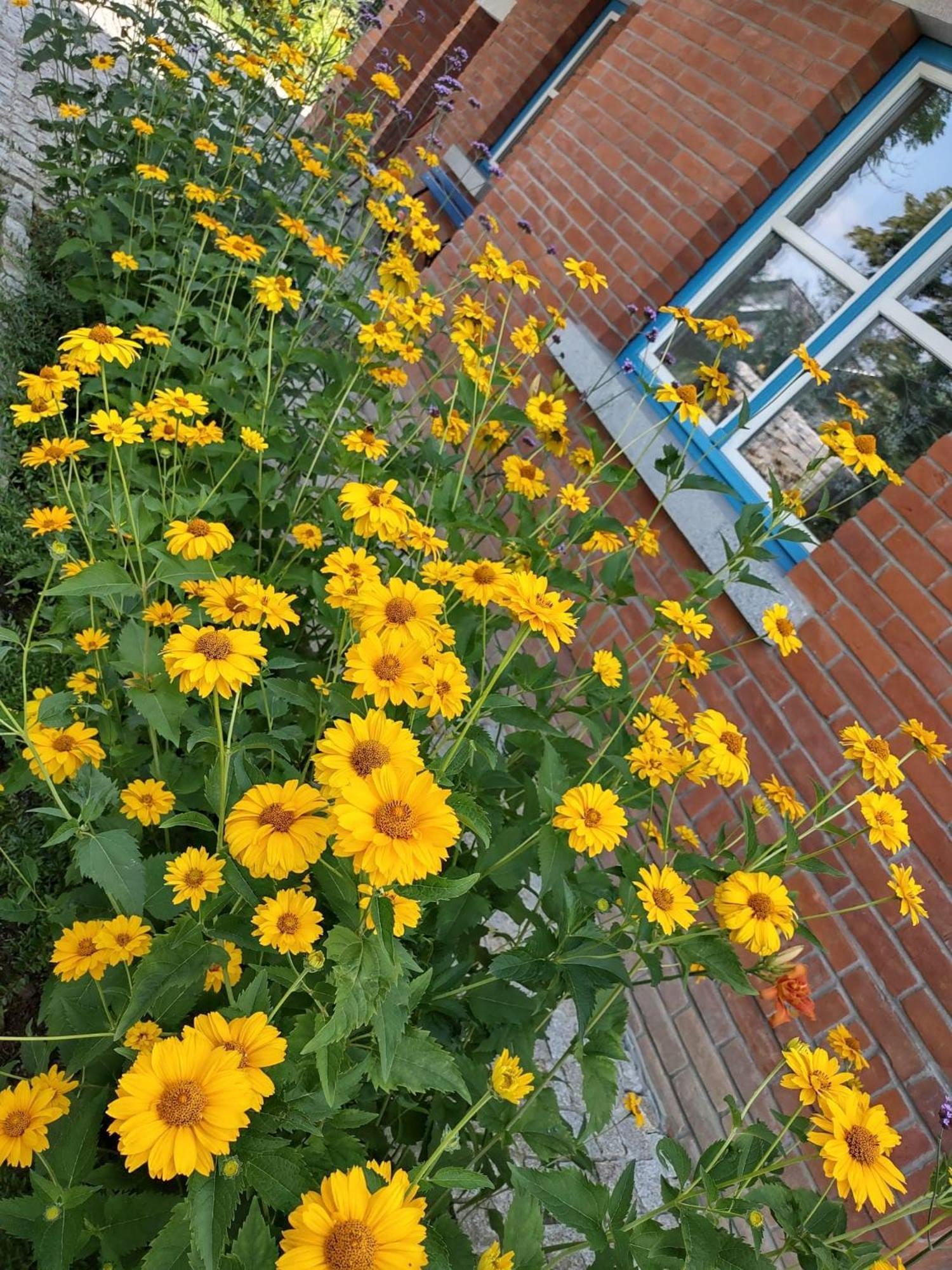 U Janciow Villa Krakkó Kültér fotó